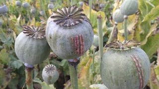 Opium Farming - How do they do it ?