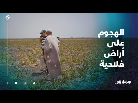 الرعاة الرحل يقتحمون أراض فلاحية ضواحي الجديدة.. تخريب ضرب وجرح شاهد تفاصيل الواقعة