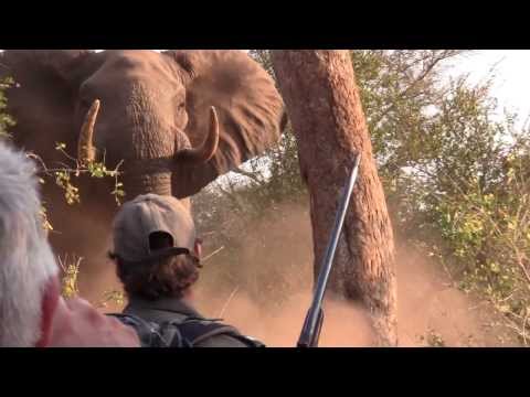 Elephant Charge in the Kruger Park