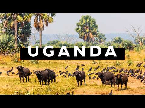 DOCUMENTÁRIO DE VIAGEM EM UGANDA | Safari de 4x4 🇺🇬