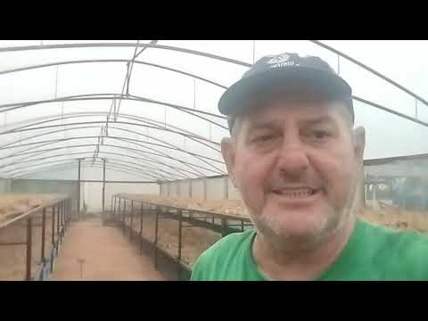 Secagem de raízes de Ginseng de Querência do Norte PR. Instagram @misaelginsengquerencia.