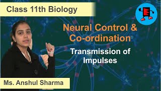 CBSE Class 11 Biology Neural Control and Co-ordination Transmission of Impulses |Extraminds