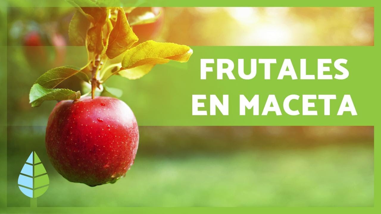 Cultivar Árboles Frutales en Macetas: Una Guía Completa