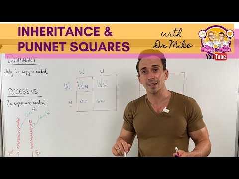 Inheritance and Punnett squares