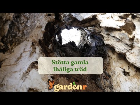 Stötta gamla ihåliga träd - Trädgårdshacks med GardenR