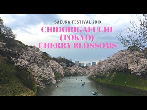 Chidorigafuchi Cherry Blossom (SAKURA) Festival 2019 I Tokyo (Japan) I