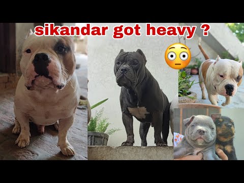 Beast or sikandar ने ye kya kr dea 🤔|#faujikennel
