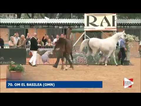 N.70 OM EL BASILEA - Menton 2016 - Mares 4-6 years old (Class 4)