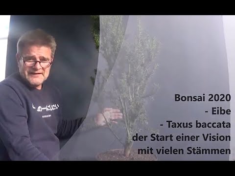 Bonsai 2020-44 - Eibe - Taxus baccata - der Start einer Vision mit vielen Stämmen