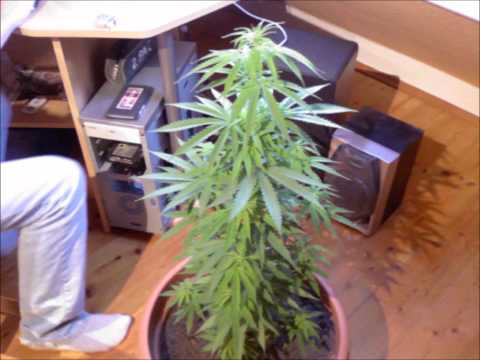 Afrob - Geht dazu ab