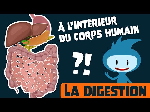 Le système digestif : Un voyage pédagogique