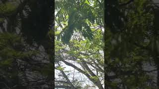 Download lagu Pikat merbuk kerok angsa mp3 Download lagu Pikat merbuk kerok angsa mp3