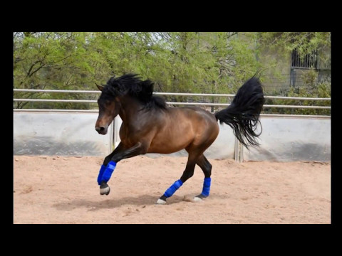 Novio - 2014 PRE Young Unbred Stallion in training
