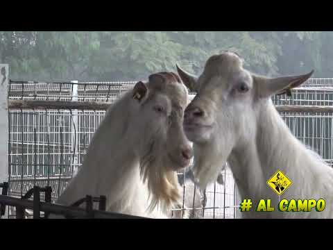 , title : 'Rancho de cabras lecheras razas SAANEN y ALPINAS | Sementales con genética francesa'