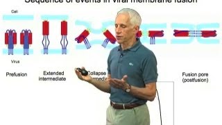 Viral membrane fusion - Stephen Harrison (Harvard/HHMI)