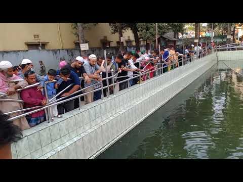 Big Fish at Shahjalal Mazar, Sylhet