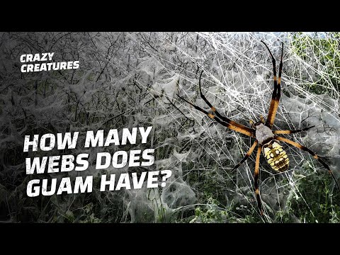 Spider Island: This Invasive Species Took Over Guam