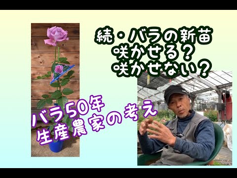 , title : '続・バラの新苗の花は咲かせる？咲かせない？'