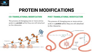 Post Translational Modifications Of Proteins