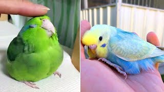 Smart And Funny Parrots Parrot Talking Videos Compilation (2024) - Cute Birds #15