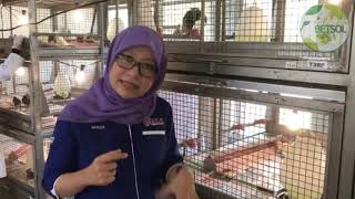 Dr Hasliza UPM- BSF Chicken Feed