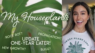 MY HOUSE PLANTS: One Year Later