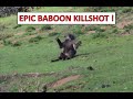Epic Baboon Hunting !