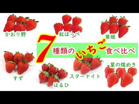 園芸 イチゴの最高品種