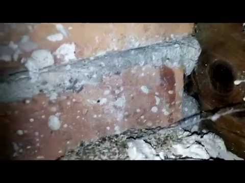 download lagu mp3 mp4 Deratisation Paris 11, download lagu Deratisation Paris 11 gratis, unduh video klip Deratisation Paris 11