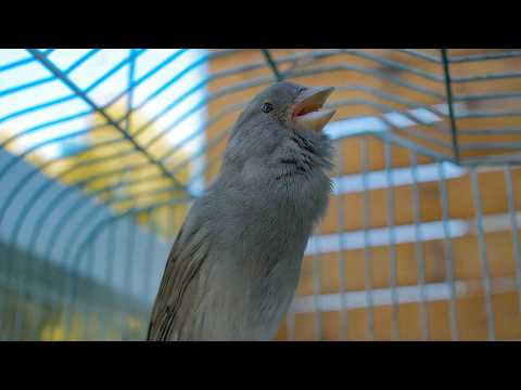 This Canary’s Voice Is Pure Relaxation - Canary Singing Video
