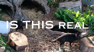 Do you know this about the TASMANIAN DEVIL, Educational, Animal videos, Animals #tasmaniandevil 💛🧡💖💜