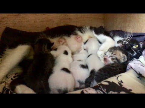 The Mother Cat Brought Her Five Kittens to My House