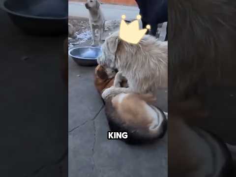 King Charles, Alpha dari Para Anjing #shorts #shortvideo #animals
