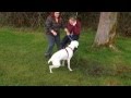 Dog Vs Tire Swing