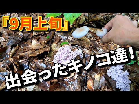 トウワタ おいしいキノコ カレンダーのヒント 収穫 9月 10月