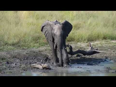 Djuma: Two Elephants enjoy a short drink - 15:16 - 03/30/19