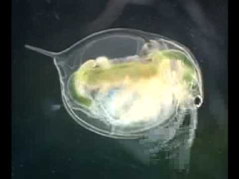 分子生命科学科 Daphnia magna - Egg Deposition