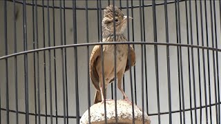 Download lagu pancingan burung branjangan yang bisa plong langsung di jamin nyauttttt||dunia burung indo mp3