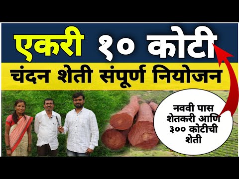 Brown  sapwood sandalwood powder