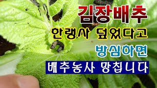 [텃밭농부. 1,228]  김장배추 한랭사 씌웠다고 방심하면 배추농사 망친다 #김장배추 #배추재배