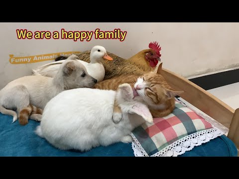 Under the leadership of the cat, the puppy, duck, hen and rabbit became good friends! A happy family