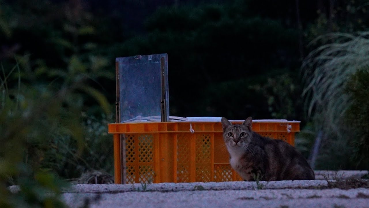 드디어 길고양이를 잡았는데... 임신을 했다고!?