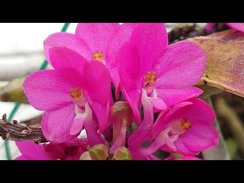 園芸 アスコセントラム