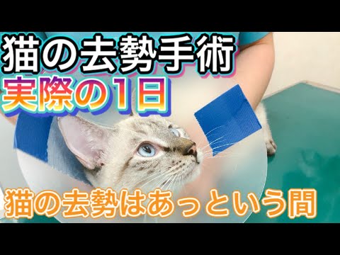 猫は去勢手術後どれくらい経てばお風呂に入れますか?
