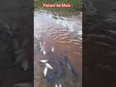🇧🇷 REGIÃO DE PAU DOS FERROS, RIO GRANDE DO NORTE 03/03/2026 #pescaria #peixe #pesca #fishing #sitio