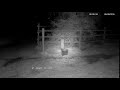 Little Owl Calling With Sounds