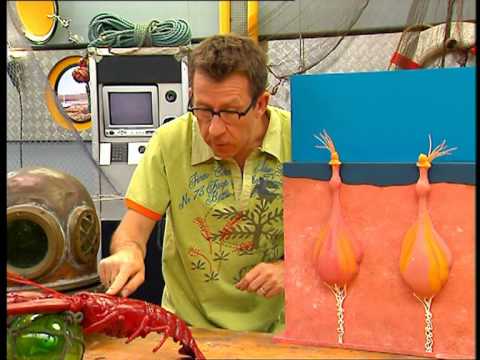pourquoi la baleine n'est pas un poisson