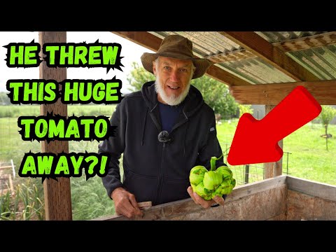 From Potential World Record to Compost Bin: The Story of a Giant Tomato