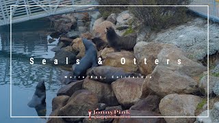 Seals and Otters at Morro Bay, CA