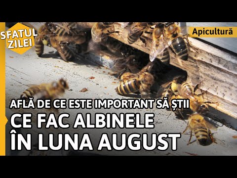 , title : 'Află de ce este important să știi CE FAC ALBINELE ÎN LUNA AUGUST [Sfatul zilei]'